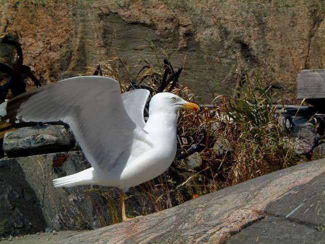 Close up gull