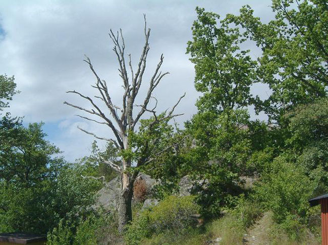 Dead tree