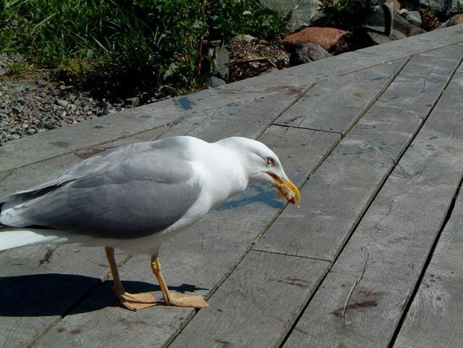 Feasting gull