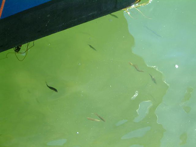 Fishes