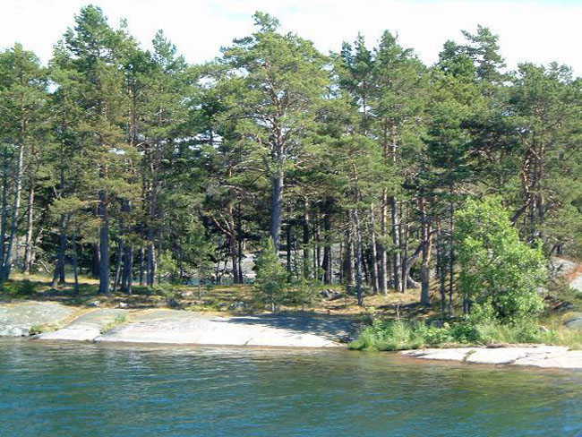 Forest by the sea