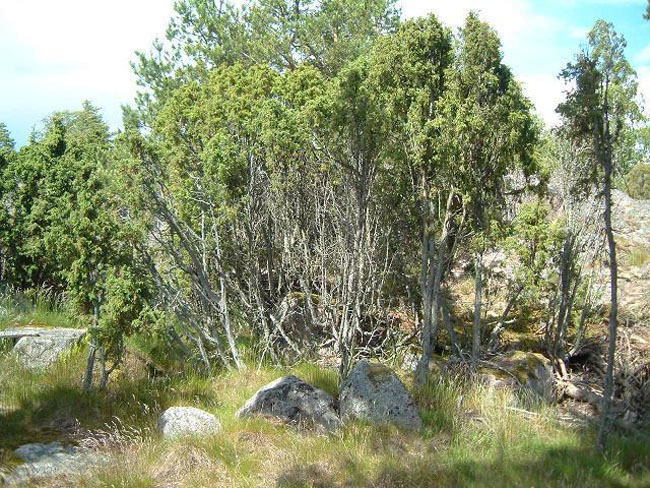 Juniper