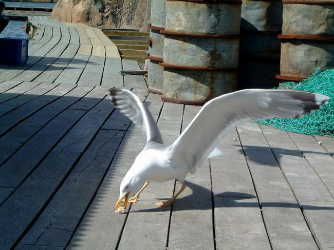 Sea gull