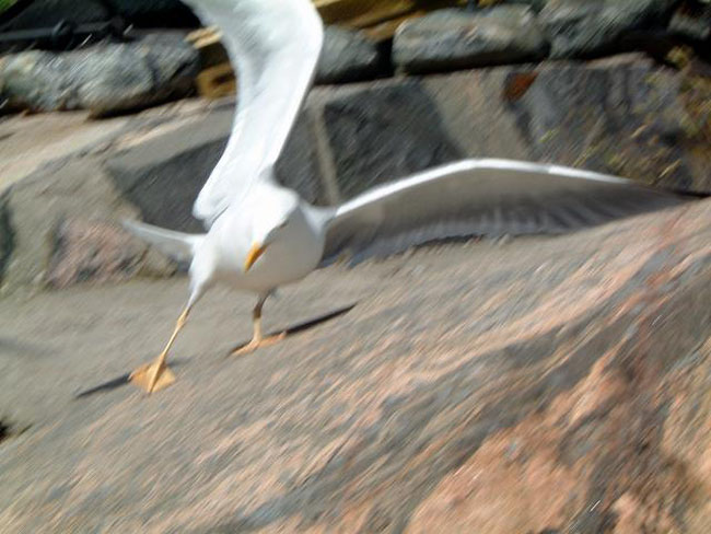 Slipping and sliding gull