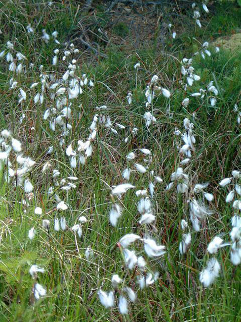 Soft little flowers