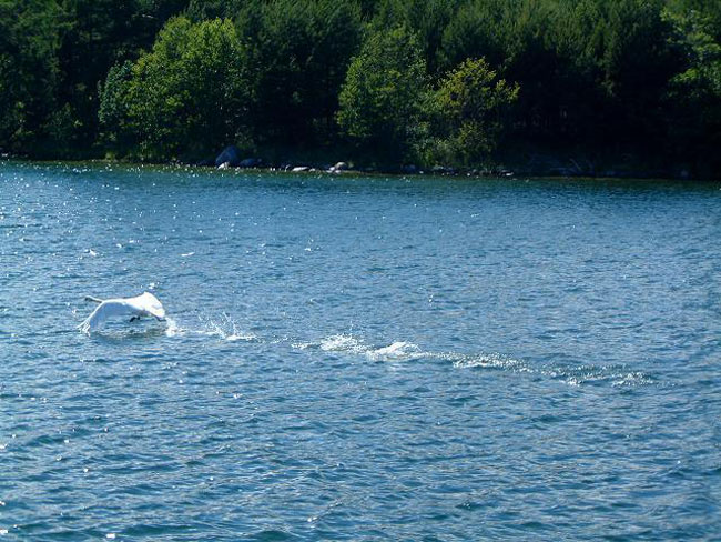 Swan on the run