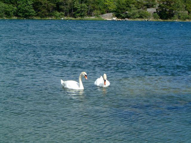Swans