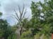Dead tree
