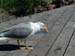 Feasting gull