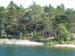Forest by the sea