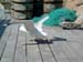 Sea gull II