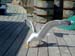 Sea gull