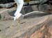 Slipping and sliding gull