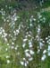 Soft little flowers