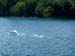 Swan on the run