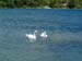 Swans